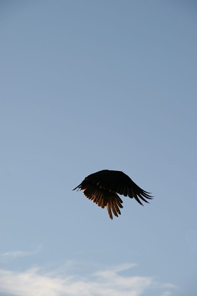 vultures7.jpg - The do look beautiful in the air though.